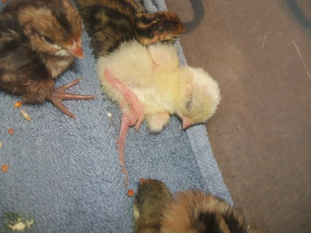 2008_0904quails20003.jpg
