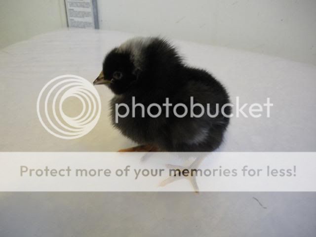 hatcherysurprisedayone290.jpg