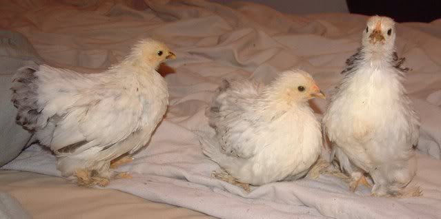 CochinChicks5Weeks002-1.jpg