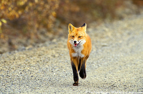 Red-Fox-Road..jpg