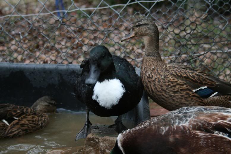 Ducks017-Webbigailsmall.jpg