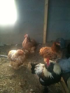 chicken3.jpg
