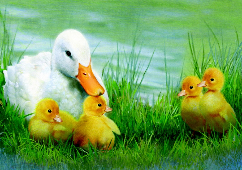 82041-Mama-Duck-Ducklings.jpg