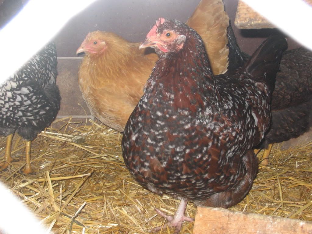 chooks086.jpg