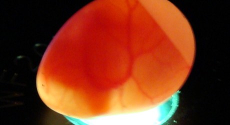 egg-candling1-460x250.jpg