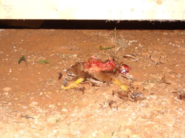 DSC01558.jpg
