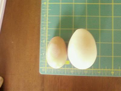 cleoegg.jpg