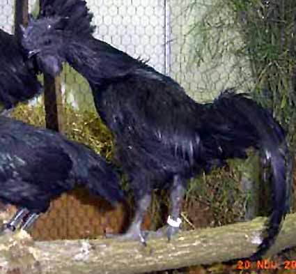 Ayam_Cemani.jpg