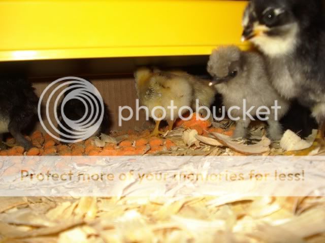 chicks016.jpg