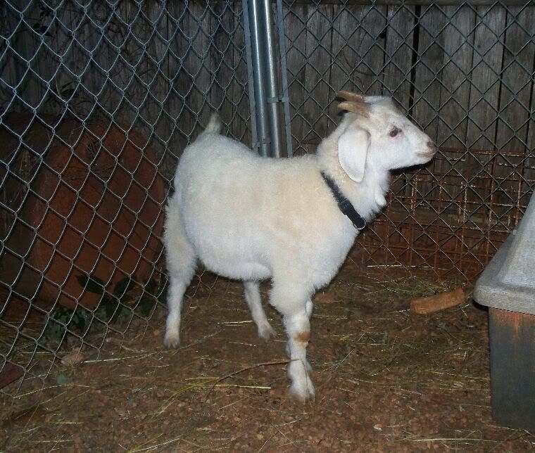 chivo1.jpg