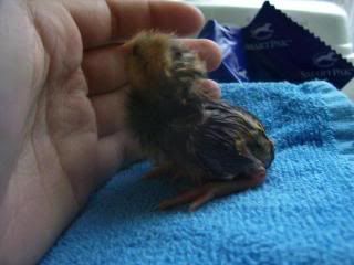 Chicks2-1-08059.jpg