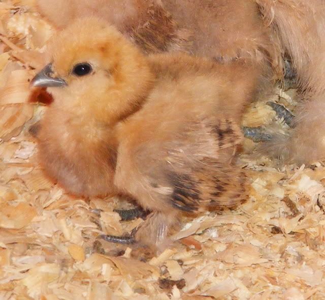 newsilkies2017.jpg