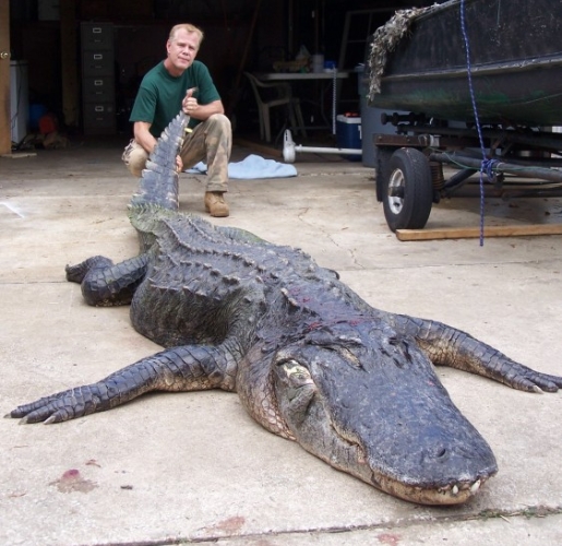 14-foot-gator.jpg