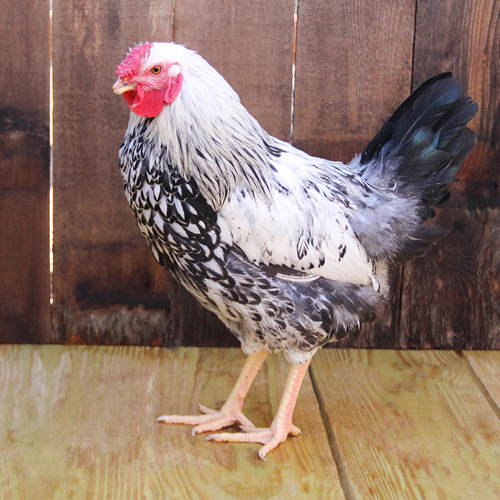 breed_1637_m.jpg