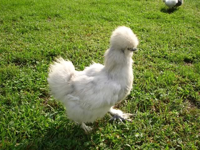 SaleBirds012.jpg