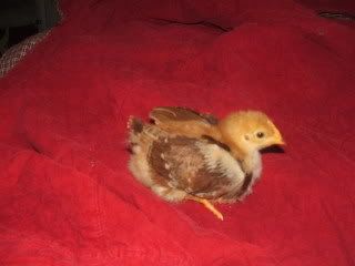 chicks029-1.jpg