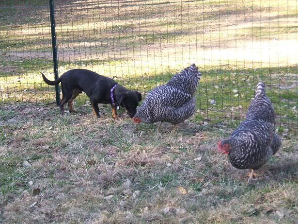 2008_0215eggs0002.jpg