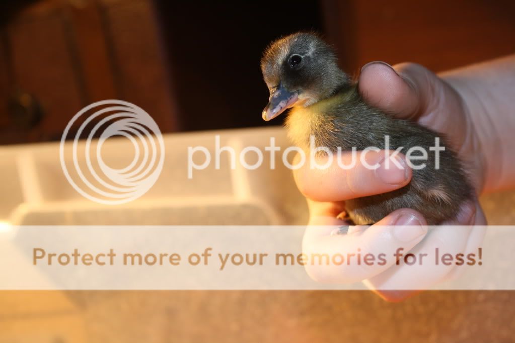 duckiesandpond114.jpg