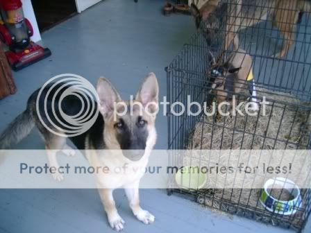 bitsydogs1.jpg