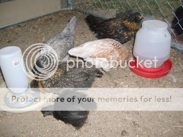Frizzle211.jpg