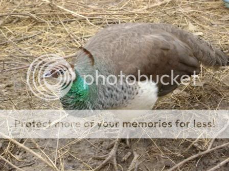 peahen1.jpg