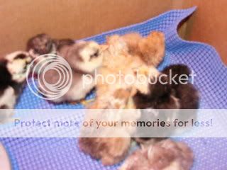 Newchicks2.jpg