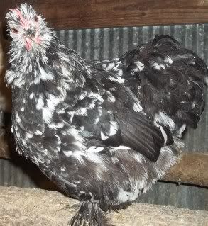 Chickens1-10026.jpg