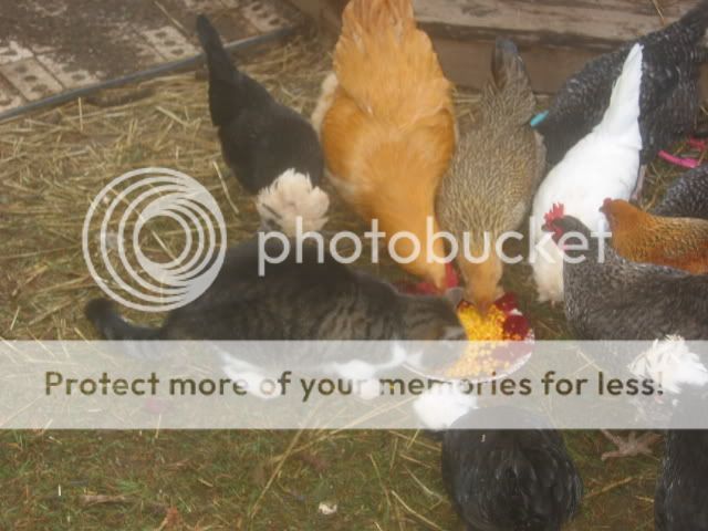 100_0004-16.jpg