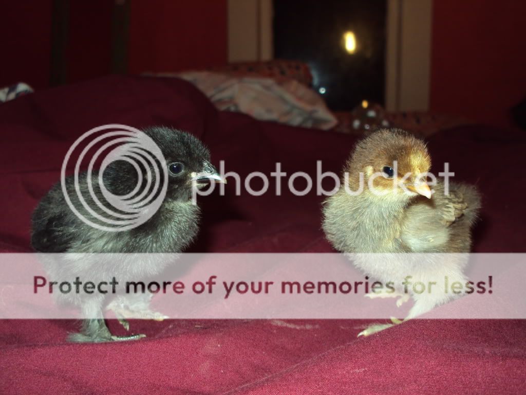 DSC00656.jpg