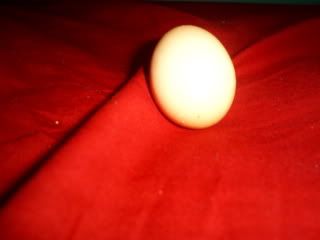 chicksandcoopo098.jpg