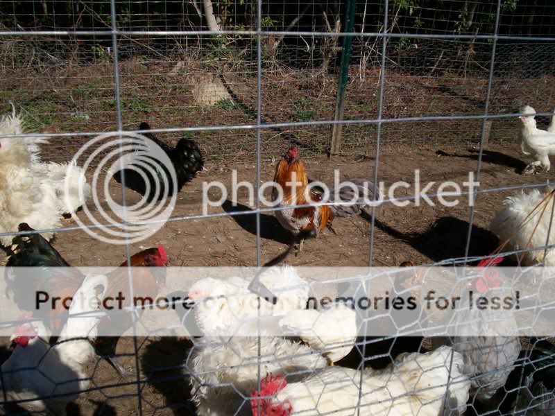 chickens013.jpg