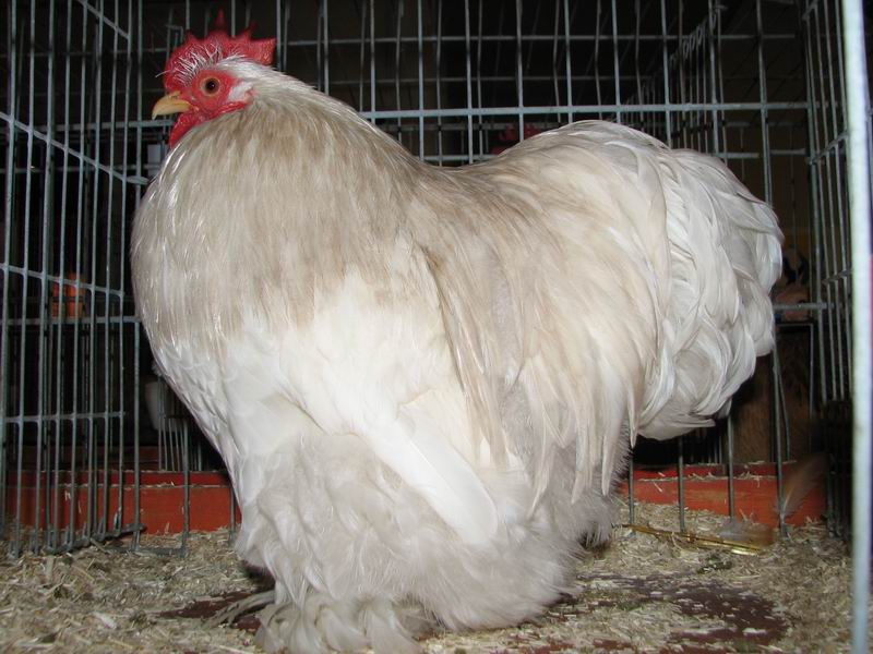 Cochinkriel_Bobtail_haan.jpg