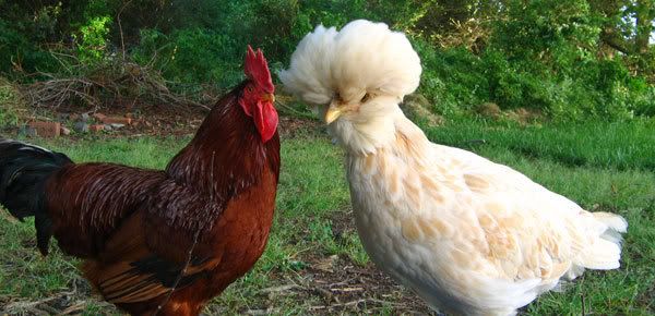ronnie-and-buttercup.jpg