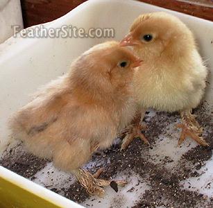 GNdUccleChix.JPEG