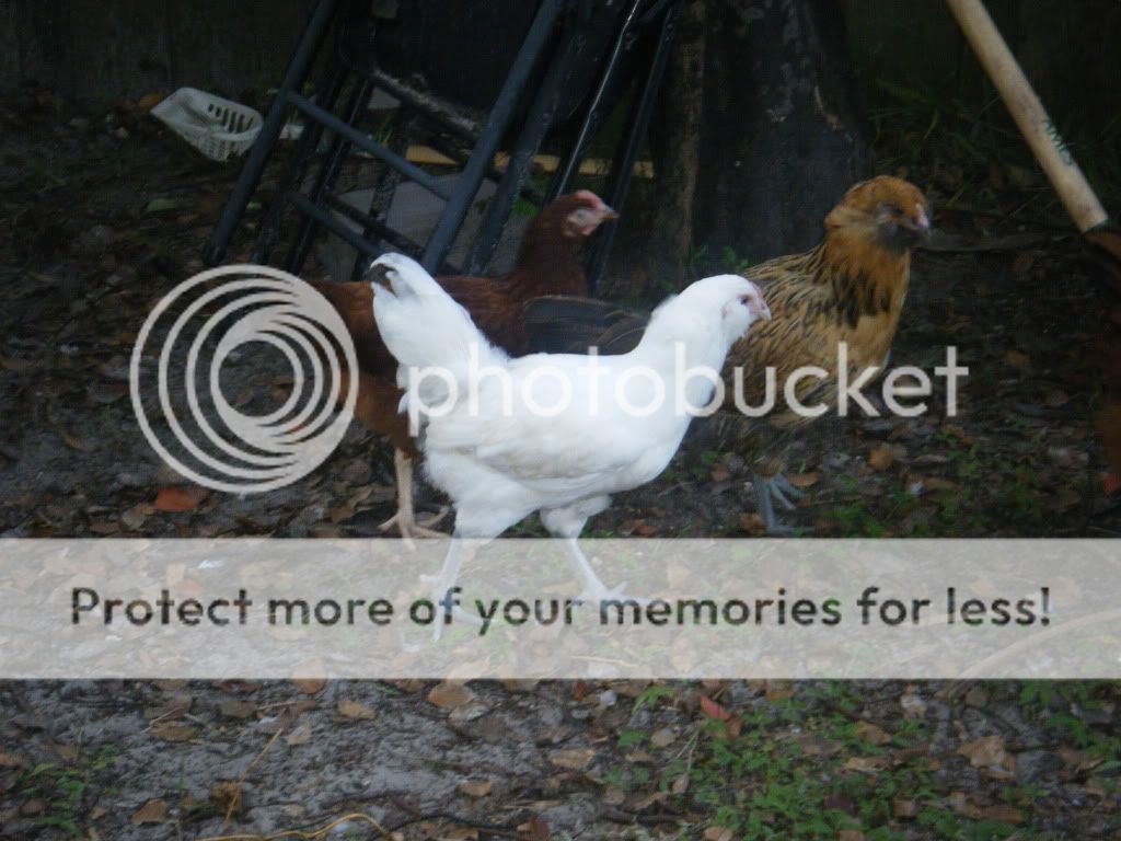 DSCF5097.jpg