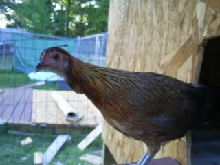 chicksandcoopo070.jpg