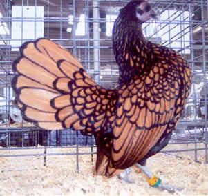 golden_seabright_bantam_hen.jpg
