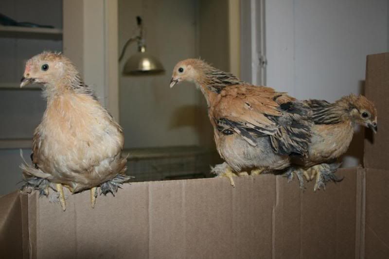 chick1-1.jpg