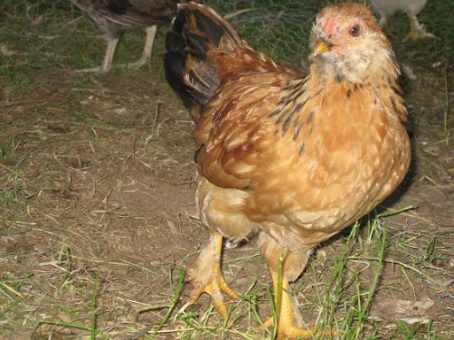chickenelvis.JPG