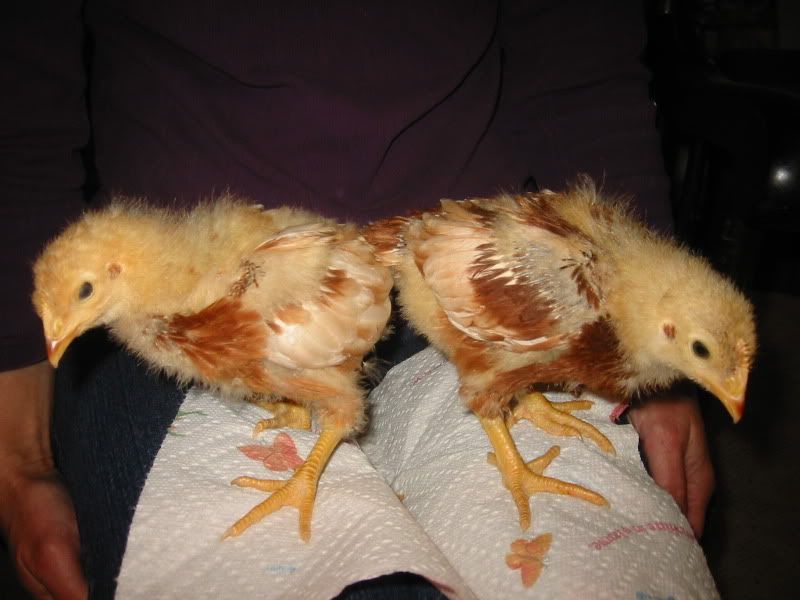 174-7462_IMG.jpg