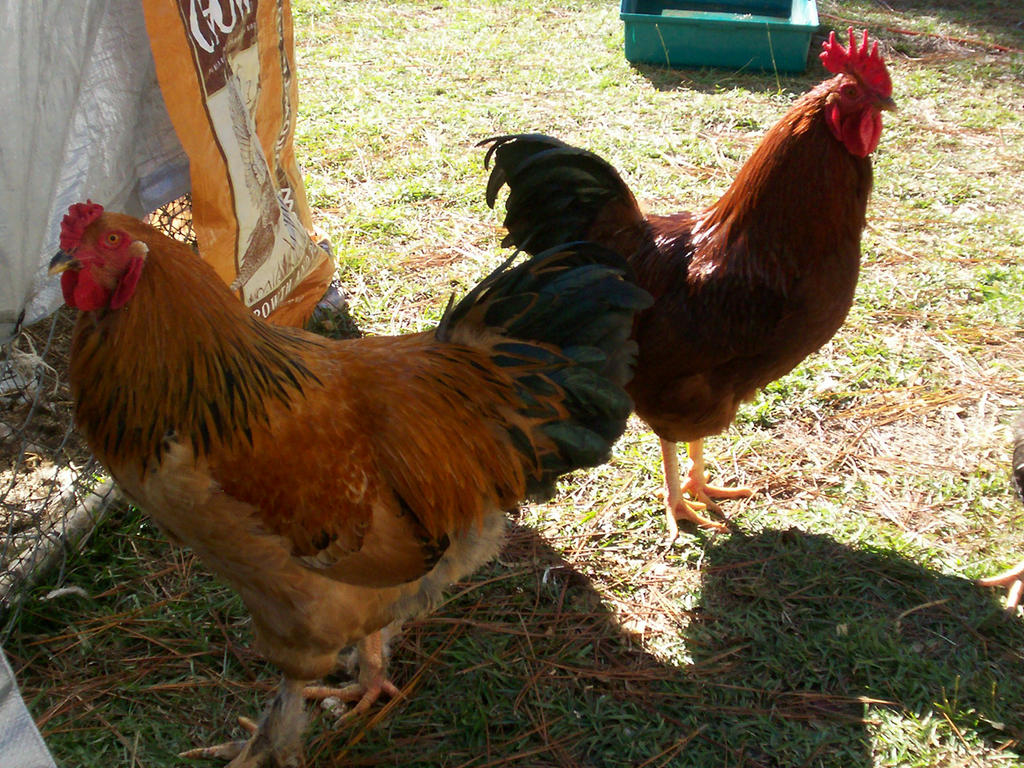 roosters_by_fleabuskitty-d4ghowx.jpg