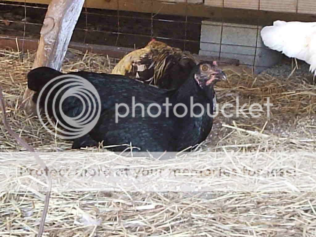 MyPictures007.jpg