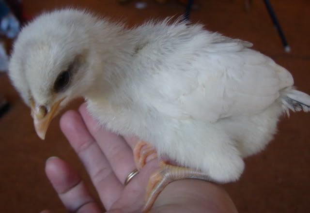 chick4.jpg
