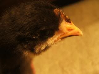 TSCChicks41609106.jpg