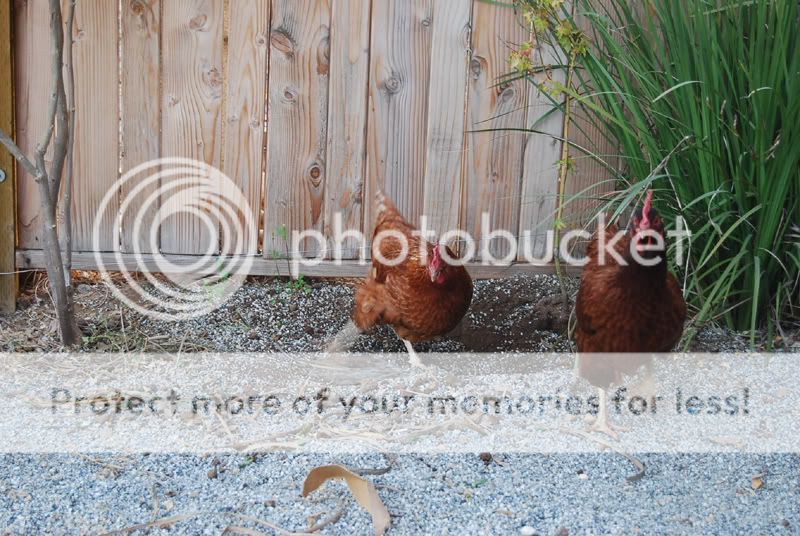 Freeranging_04a.jpg