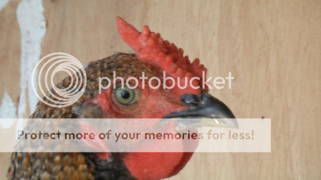 junechicken016.jpg