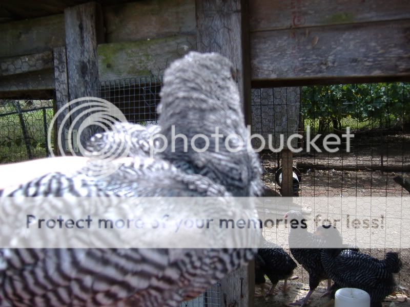 PoultryShows028.jpg