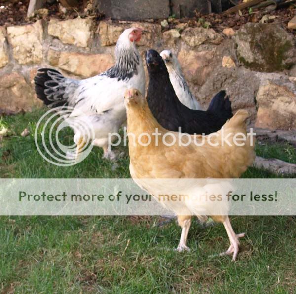 brahma4.jpg