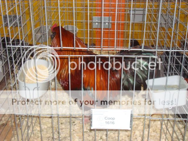 DSC00913.jpg