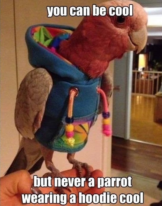 Best-MEME-Parrot.jpg